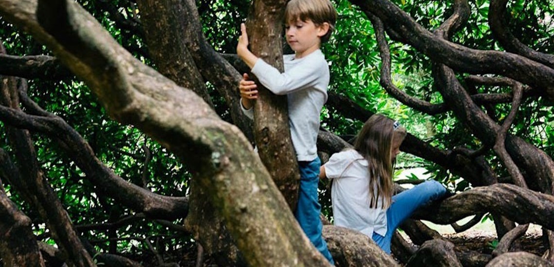 Can you climb a tree. In the Tree человек. Kids Climbing Tree. Девочка лазает. Boy on the Tree.